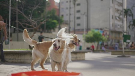 Téléchargez les photos : Deux Golden Retriever Dogs en laisse à l'extérieur du parc municipal. Beaux compagnons canins se promenant à l'extérieur dans une journée ensoleillée - en image libre de droit