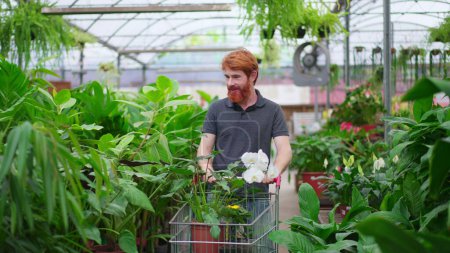 Téléchargez les photos : Homme client marche dans l'allée magasin horticulture avec panier. Plan de suivi dynamique d'un jeune homme à la recherche de plantes dans un magasin de jardinage local - en image libre de droit