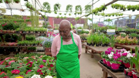 Photo for One senior black employee standing inside large local plant store wearing green apron. An older African American woman staff at Flower Shop - Royalty Free Image