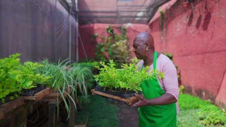 Téléchargez les photos : Une femme âgée noire remet le panier à plantes sur l'étagère du jardin. Une femme plus âgée afro-américaine portant un tablier vert travaillant dans un magasin d'horticulture. Concept d'entreprise locale - en image libre de droit