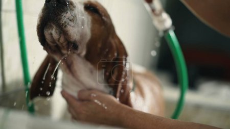 Foto de Perro de baño en Pet Shop, manos de los empleados que sostienen el lavado de la cabeza de ducha Beagle Canine Companion en los negocios locales - Imagen libre de derechos
