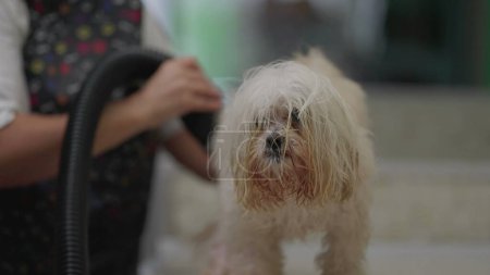 Foto de Trabajo de negocios locales francos Ocupación de Pet Shop Empleado Secado de piel de perro después del baño. Perro Shih-Tzu - Imagen libre de derechos