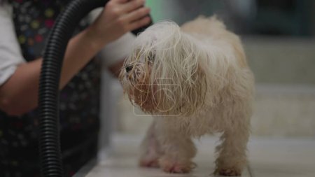 Téléchargez les photos : Candid Local Business Job Occupation of Pet Shop Employee Drying Dog Fur after bath. Chien Shih-Tzu - en image libre de droit