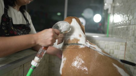 Foto de Mujer lavando Beagle dentro de Pet Shop. Concepto de pequeña empresa de cuidado de animales - Imagen libre de derechos