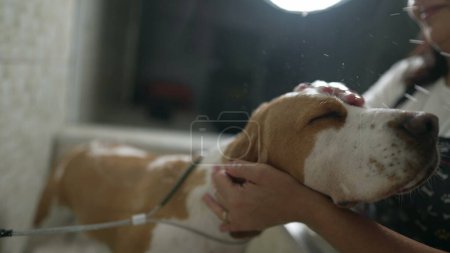 Téléchargez les photos : Pet Shop toilettage / Femme employé Beagle de lavage avec pomme de douche pour chien professionnel Pet Shop Services - en image libre de droit