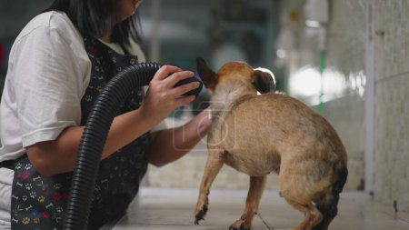 Foto de Mujer secado perro con secador dentro de la tienda de mascotas. Propietario del Negocio Local cuidando de Animal. Servicio de empleo concepto de ocupación - Imagen libre de derechos