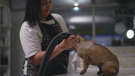 Téléchargez les photos : Une employée chez Pet Shop séchant un petit chien avec sèche-linge - en image libre de droit