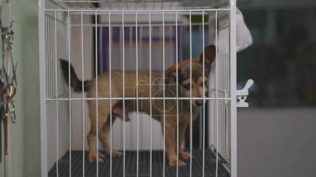Téléchargez les photos : Petit chien dans la cage. Animaux de compagnie verrouillés derrière les barreaux - en image libre de droit