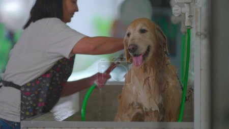 Téléchargez les photos : Bain de chien professionnel / Employé féminin lavant un grand récupérateur d'or à Pet Shop - en image libre de droit