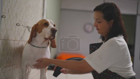 Foto de Perro de secado para empleada en Pet Shop. Mujer usando secador de pelo máquina de aseo Beagle Canine Companion en la pequeña empresa local - Imagen libre de derechos