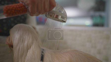 Photo for Happy female employee of Small Pet Shop Local Business place showering Dog Pet with shower head. Woman giving a Canine Companion a bath - Royalty Free Image