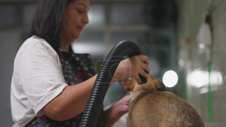 Téléchargez les photos : Femme séchage Chien avec séchoir à l'intérieur Pet Shop. Propriétaire d'entreprise locale prenant soin des animaux. Service emploi concept d'occupation - en image libre de droit