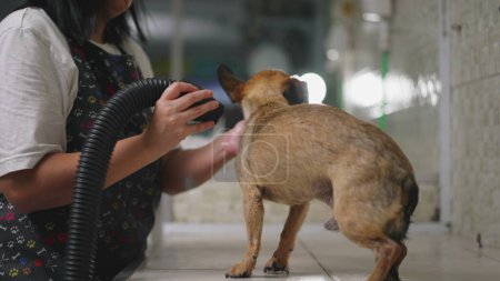Foto de Mujer secado perro con secador dentro de la tienda de mascotas. Propietario del Negocio Local cuidando de Animal. Servicio de empleo concepto de ocupación - Imagen libre de derechos