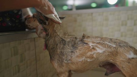 Téléchargez les photos : Shampooing pour chien nettoyant employé à Pet Shop. Femme employée dans un magasin d'affaires local - en image libre de droit