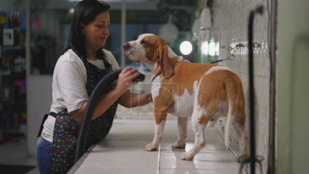 Foto de Empleada femenina secando piel de perro Beagle con máquina secadora en tienda local de mascotas. Proceso de preparación del compañero canino - Imagen libre de derechos