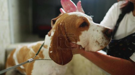 Foto de Lavado Beagle Dog en el servicio local de Pet Shop. Close-up cuidado de aseo canino - Imagen libre de derechos