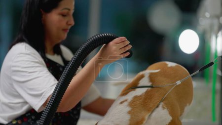 Photo for Joyful employeee drying Dog at Pet Shop. Woman grooming Beagle Canine Companion - Royalty Free Image