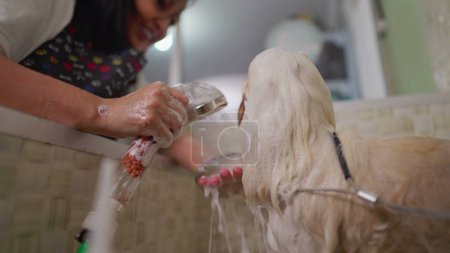 Téléchargez les photos : Chien Shih Tzu trempé prenant un bain à l'intérieur Animalerie / Entreprise locale Employé prenant soin et douche de l'animal de compagnie - en image libre de droit