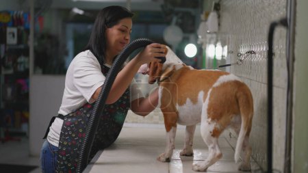 Téléchargez les photos : Femme employée séchant la fourrure d'aigle de chien avec la machine de séchage au magasin local d'animalerie. Processus de toilettage des compagnons canins - en image libre de droit