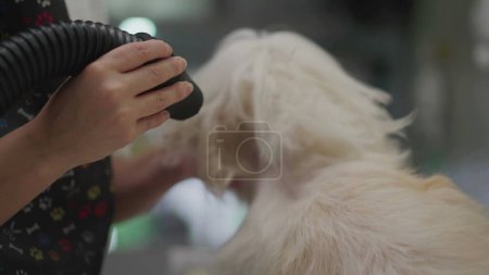 Foto de Close-up mano secado piel de perro después del baño. Tienda de Mascotas Trabajo - Imagen libre de derechos