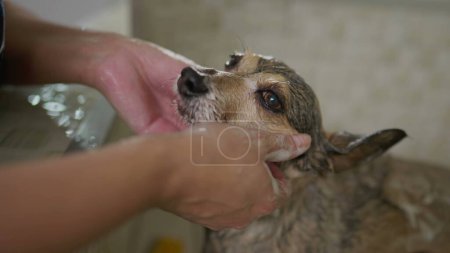 Foto de Primer plano lavando las manos Perro Pequeño en Pet Shop. Acompañante canino de baño y aseo - Imagen libre de derechos