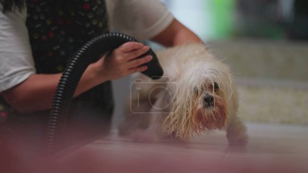Foto de Aseo para perros en la tienda local de mascotas / empleado se seca la piel húmeda después del baño - Imagen libre de derechos