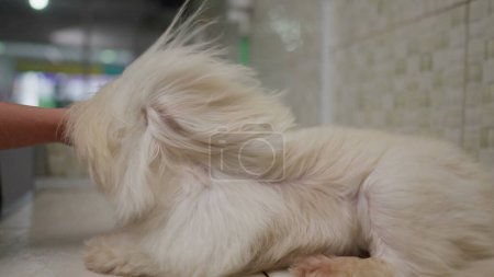 Foto de Secado Piel de perro pequeño que sopla en cámara lenta. Shih-Tzu Race Dog siendo mimado y arreglado en Pet Shop - Imagen libre de derechos