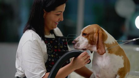 Foto de Joyful Employeee Drying Dog en Pet Shop. Mujer aseo Beagle Canine Companion - Imagen libre de derechos