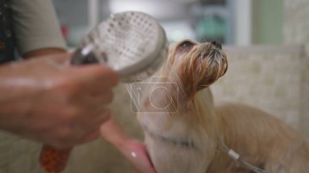 Foto de Hora del baño para Shih Tzu en la tienda local de mascotas / empleado que cuida da a la mascota una ducha - Imagen libre de derechos