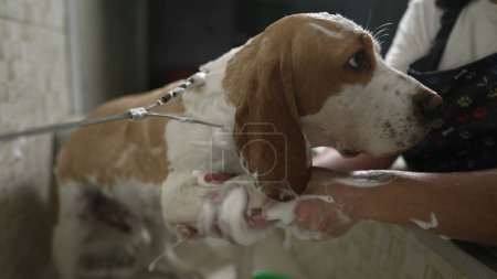 Téléchargez les photos : Services professionnels de toilettage des chiens dans un animalerie local. Lave chien Beagle avec pomme de douche - en image libre de droit