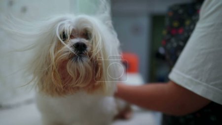 Téléchargez les photos : Séchage de fourrure de petit chien à la animalerie après le bain. Shih-Tzu compagnon canin être choyé et toiletté - en image libre de droit