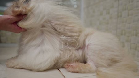 Foto de Secado Piel de perro pequeño que sopla en cámara lenta. Shih-Tzu Race Dog siendo mimado y arreglado en Pet Shop - Imagen libre de derechos