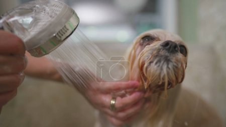 Téléchargez les photos : L'heure du bain pour Shih Tzu à l'animalerie locale / Un employé soignant donne une douche à l'animal - en image libre de droit