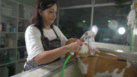 Photo for Female employee washing Dog Beagle with shower head inside Pet Shop - Royalty Free Image