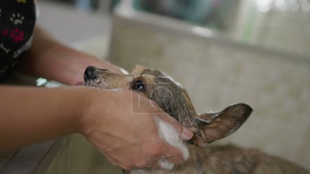 Foto de Primer plano lavando las manos Perro Pequeño en Pet Shop. Acompañante canino de baño y aseo - Imagen libre de derechos