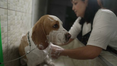 Foto de Servicios profesionales de peluquería de perros en una tienda local de mascotas. Perro de lavado Beagle con cabezal de ducha - Imagen libre de derechos