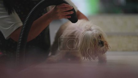 Téléchargez les photos : Toilettage de chien à l'animalerie locale / employé sèche la fourrure humide après le bain - en image libre de droit