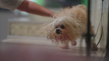 Foto de Lindo Shih Tzu perro sacudiendo cuerpo después del baño. Little Drenched Pet sacude la piel - Imagen libre de derechos
