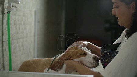 Photo for Happy Brazilian female Pet Shop owner washing Beagle Dog with shampoo. Woman bathing canine companion - Royalty Free Image