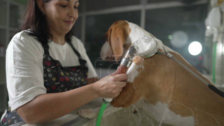 Foto de Empleada femenina lavando Dog Beagle con cabezal de ducha dentro Pet Shop - Imagen libre de derechos
