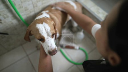 Photo for Professional Pet Shop Services at a Local business. Female employee Washing Beagle DOG applying shampoo - Royalty Free Image