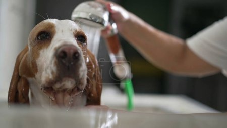 Téléchargez les photos : Toilettage des chiens à Pet Store. Gros plan de l'employé qui utilise une pomme de douche pour se baigner Beagle Canine Companion - en image libre de droit