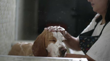 Téléchargez les photos : Services de toilettage professionnel de Canine Pampering / Local Pet Shop. Femme employée applique le shampooing pendant le lavage du chien beagle - en image libre de droit