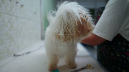 Photo for Drying Small Dog Fur at Pet Shop after Bath. Shih-Tzu Canine Companion being pampered and groomed - Royalty Free Image