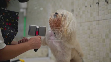 Téléchargez les photos : Peigner la fourrure de chien à Pet Shop. Personne toilettage mignon Shih-Tzu. Concept de service d'affaires local - en image libre de droit