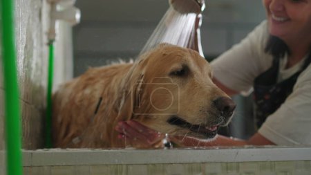 Photo for Happy Pet Shop employee washing wet Golden Retriever Dog with Shoer Head. Local Business Service Job - Royalty Free Image