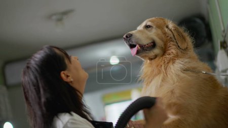 Photo for Happy Local Business Owner of Pet Shop drying large Golden Retriever Dog with Turbo Dryer - Royalty Free Image