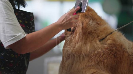 Téléchargez les photos : Entreprise de compassion / Animalerie Employé maîtrisant l'art de peigner un récupérateur d'or Post-bain - en image libre de droit