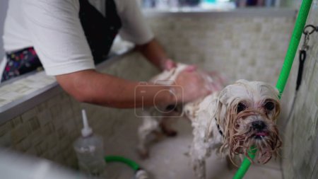 Foto de Perro pequeño mimado en Pet Shop / Propietario Lava las patas y los baños Compañero canino. Perrito sacudiendo cuerpo - Imagen libre de derechos