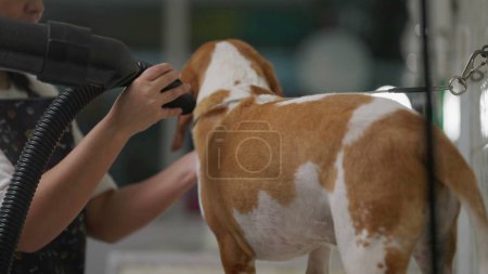 Foto de Peluquería de mascotas / Empleada femenina en la tienda local de mascotas secado Dog Beagle con secador - Imagen libre de derechos